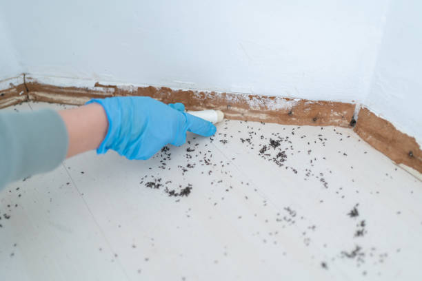 Best Local Pest Control Services  in Odessa, TX